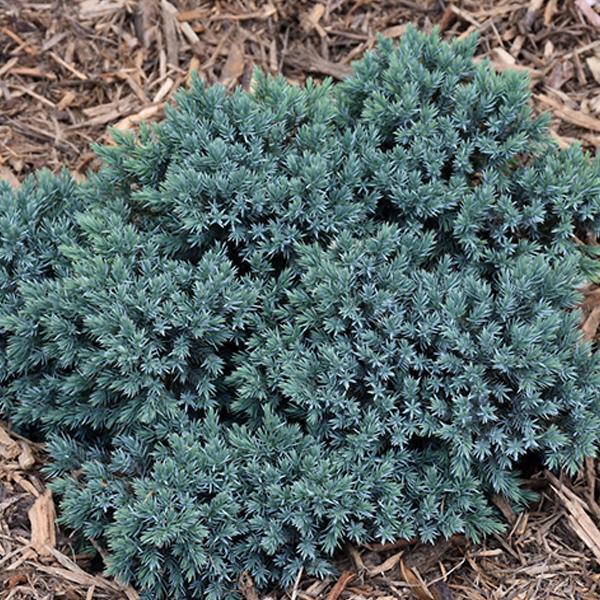 Juniper Blue Star - 1 C