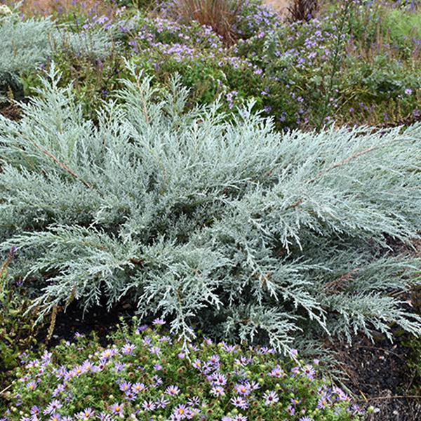 Juniper Grey Owl - 3C