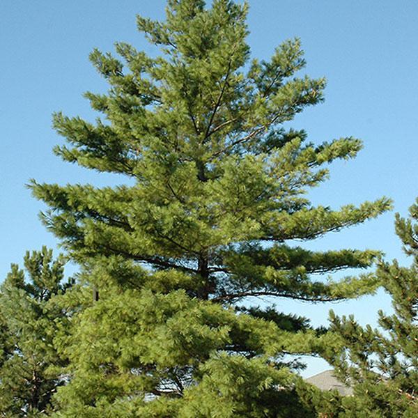 Pine White- Ball and Burlap 3'