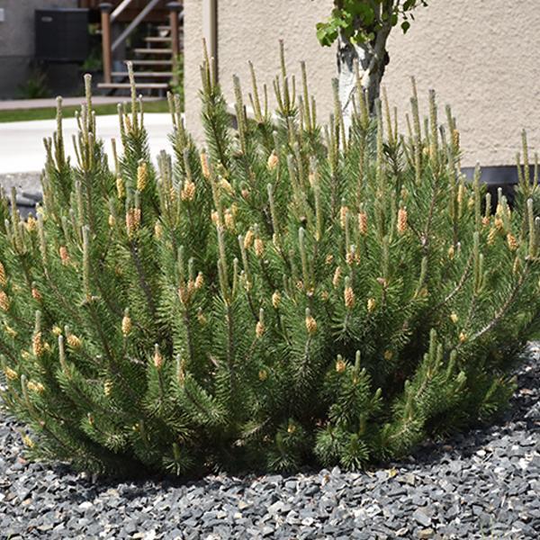 Pine Dwarf Mugo - 1 C