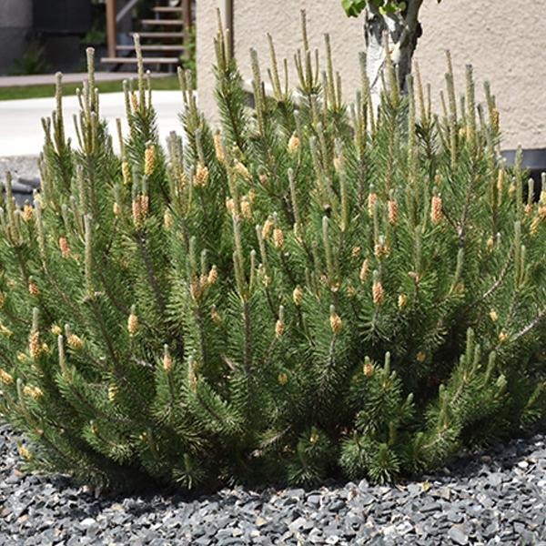 Pine Dwarf Mugo - 3C