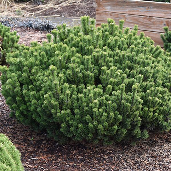 Pine Mugo Slowmound - 3C