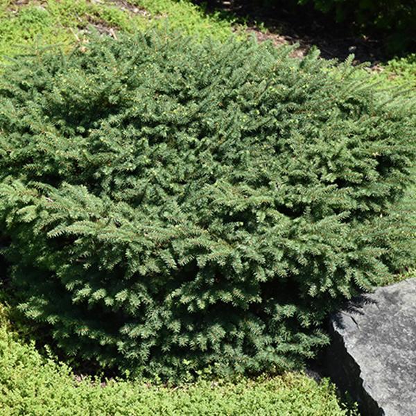 Spruce Bird's Nest - 3C