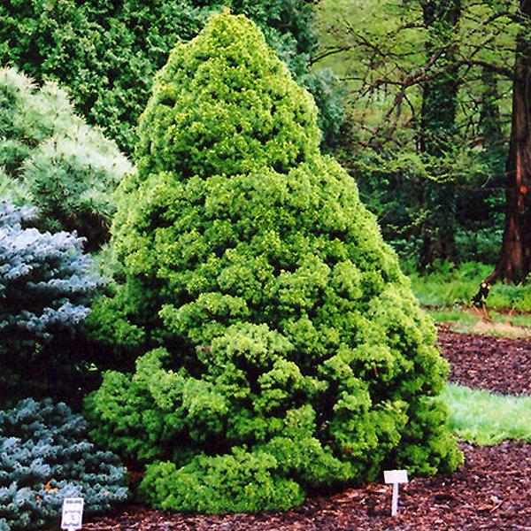 Spruce Dwarf Alberta - 3C