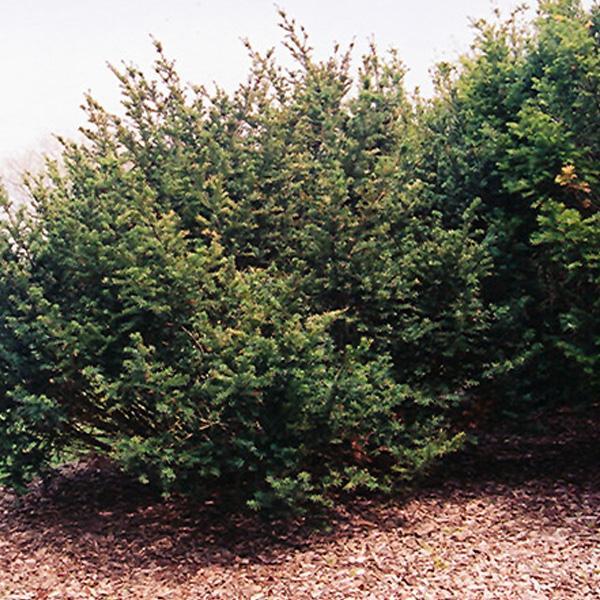 Yew Meyeri Upright- 3C