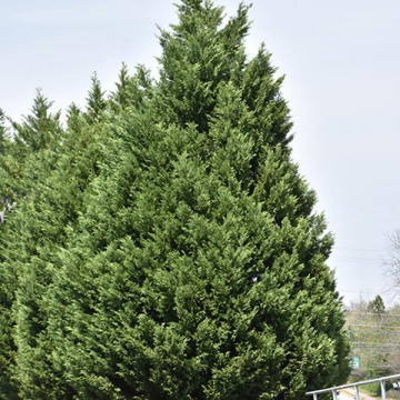 Cypress Leyland - 5C