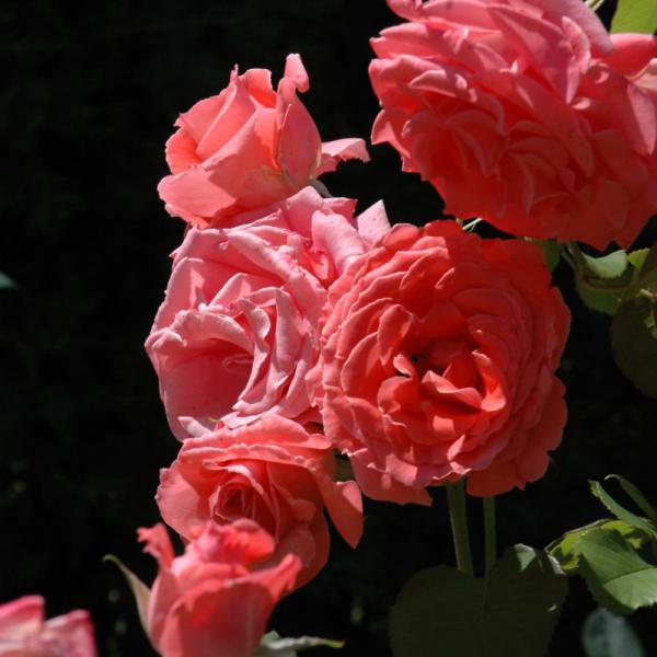 Rose Climbing America - 3C