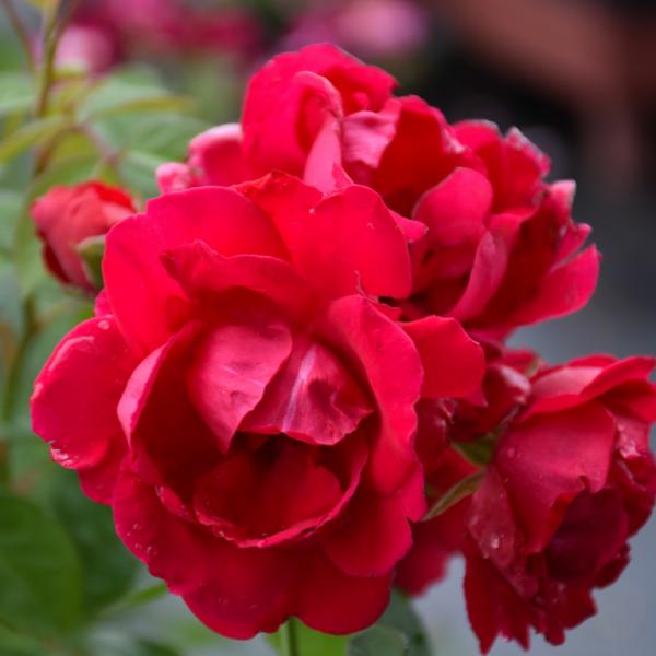 Rose Climbing Blaze - 3C