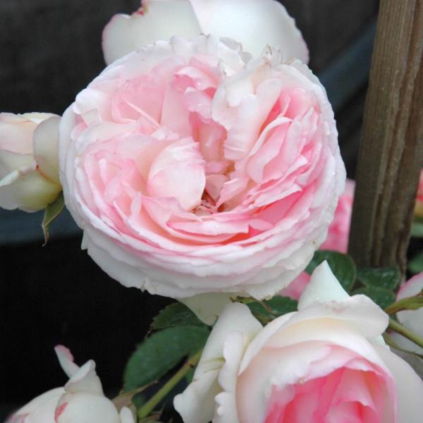 Rose Climbing Eden Romantica - 3C