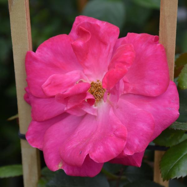 Rose Climbing Highwire Flyer - 3C