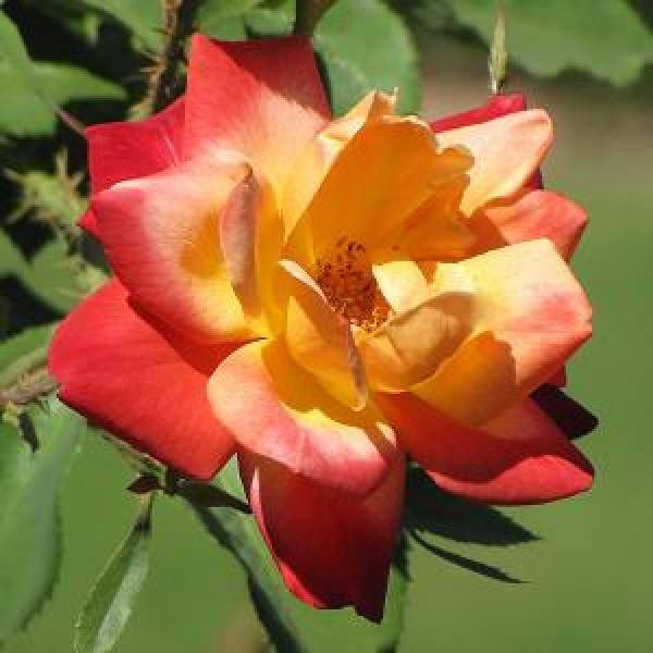 Rose Climbing Josephs Coat - 3C