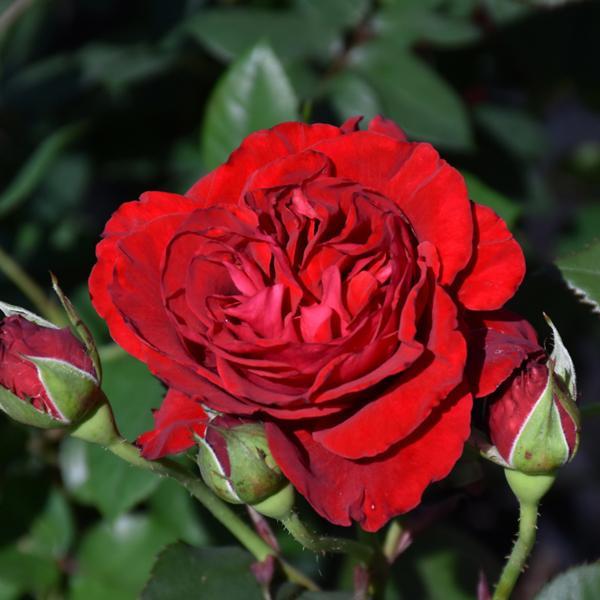 Rose Climbing Lady In Red - 3C