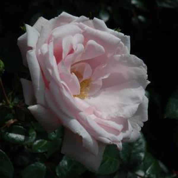 Rose Climbing New Dawn - 3C