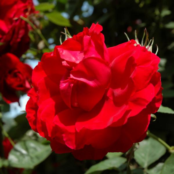 Rose Climbing Ramblin Red - 3C