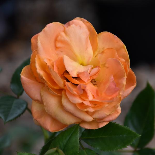 Rose Climbing Tangerine Skies Arborose - 3C