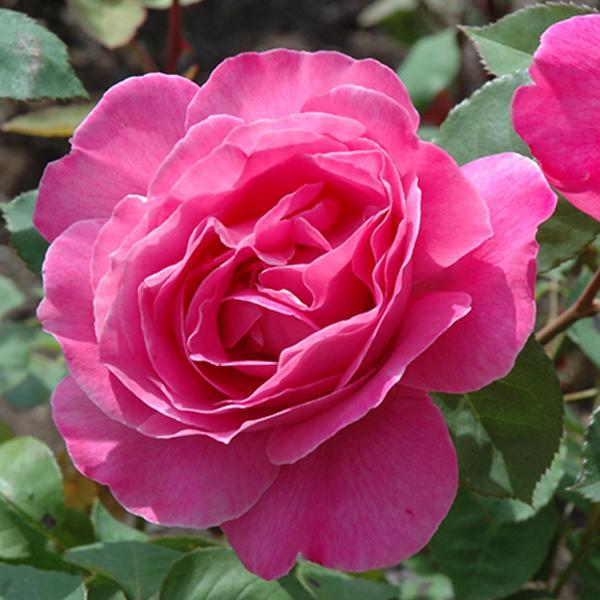Rose Climbing Zephrine Drouhin - 3C