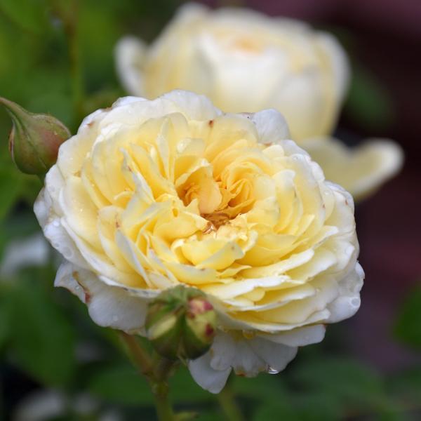 Rose David Austin Claire Austin - 3C