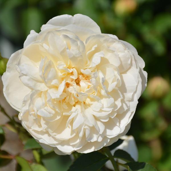 Rose David Austin Lichfield Angel - 3C