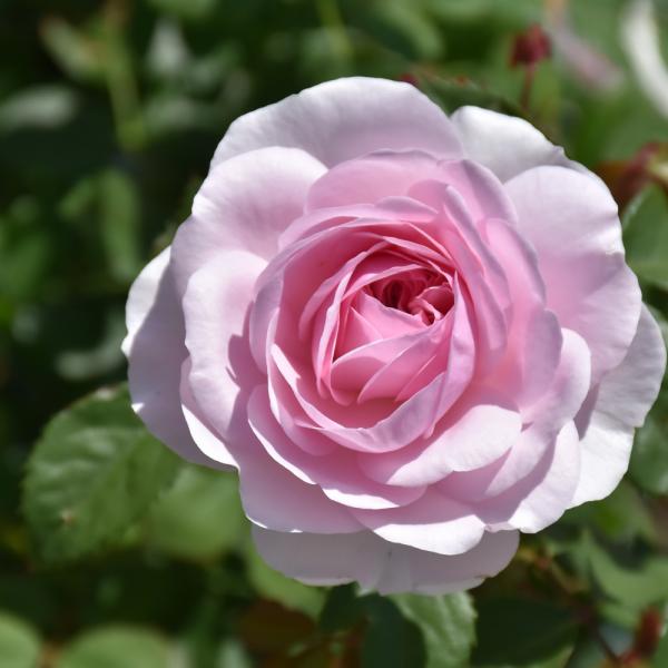 Rose David Austin Olivia Austin - 3C