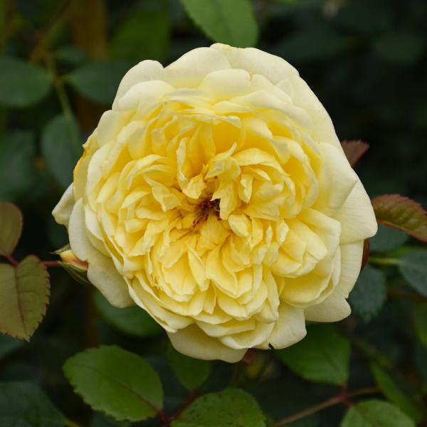 Rose David Austin Poets Wife - 3C