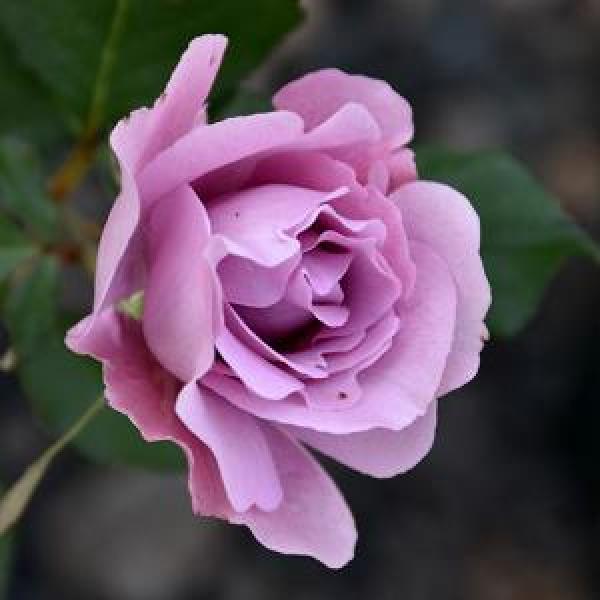 Rose Floribunda Angel Face - 3C