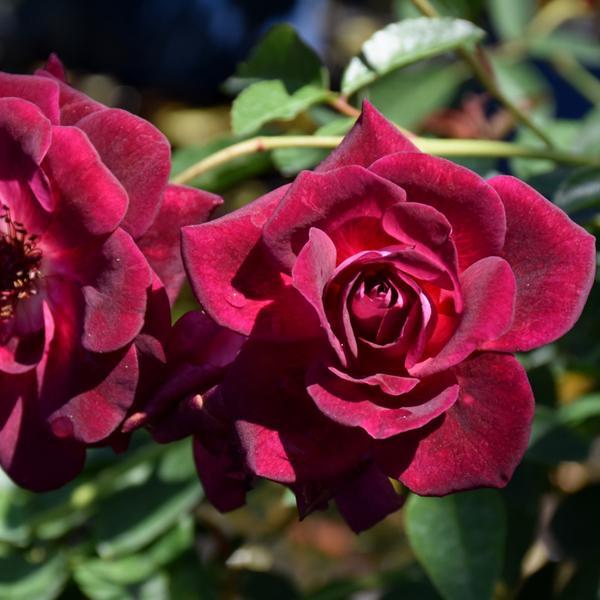 Rose Floribunda Burgundy Iceberg - 3C