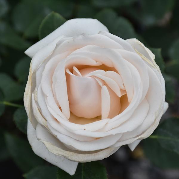 Rose Floribunda Easy Spirit - 3C