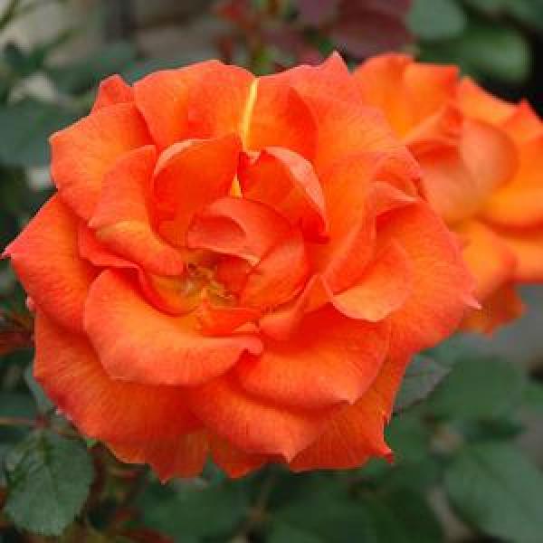 Rose Floribunda Gingersnap - 3C