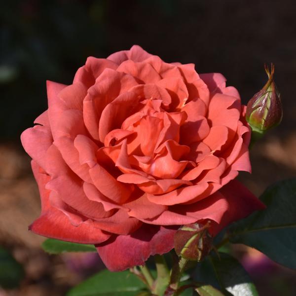 Rose Floribunda Hot Cocoa - 3C