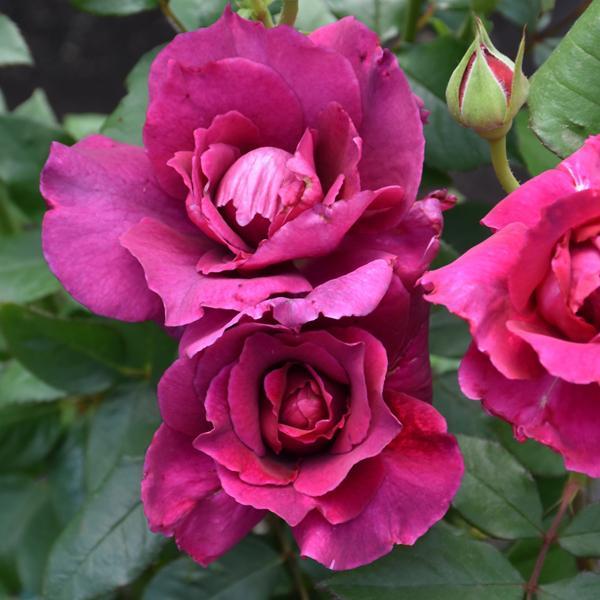 Rose Floribunda Intrigue - 3C