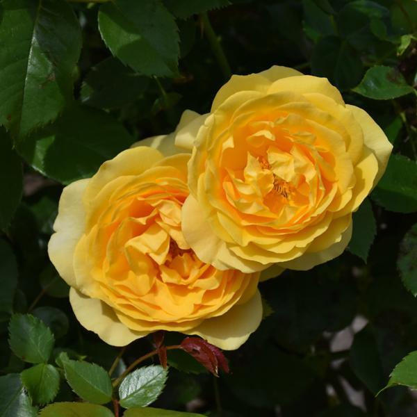 Rose Floribunda Julia Child - 3C