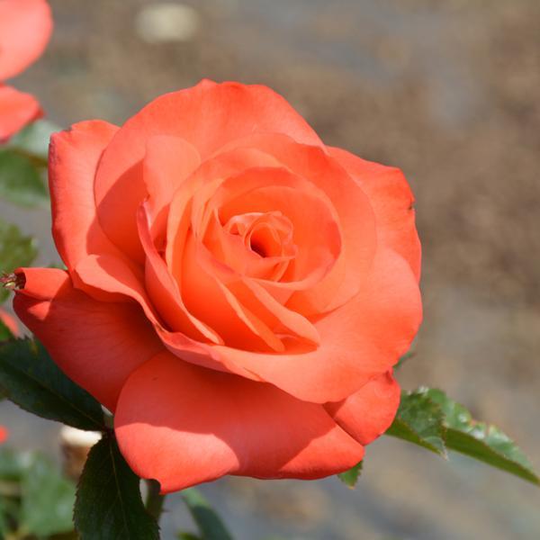 Rose Floribunda Marmalade Skies - 3C