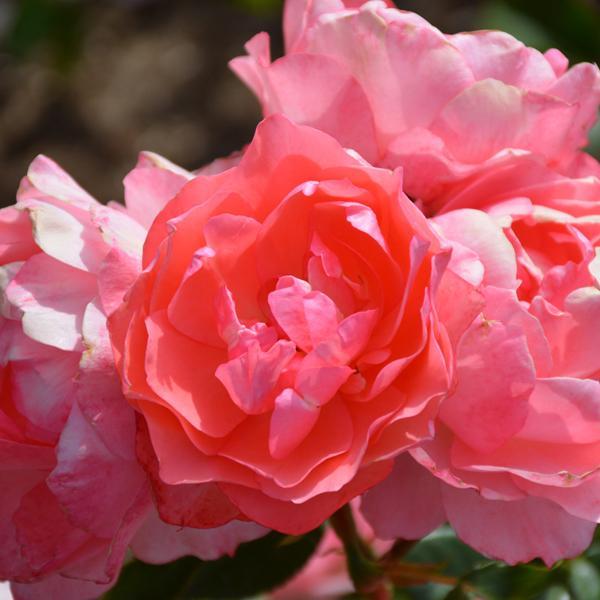 Rose Floribunda Passionate Kisses - 3C