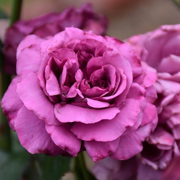 Rose Floribunda Plum Perfect Sunbelt - 3C