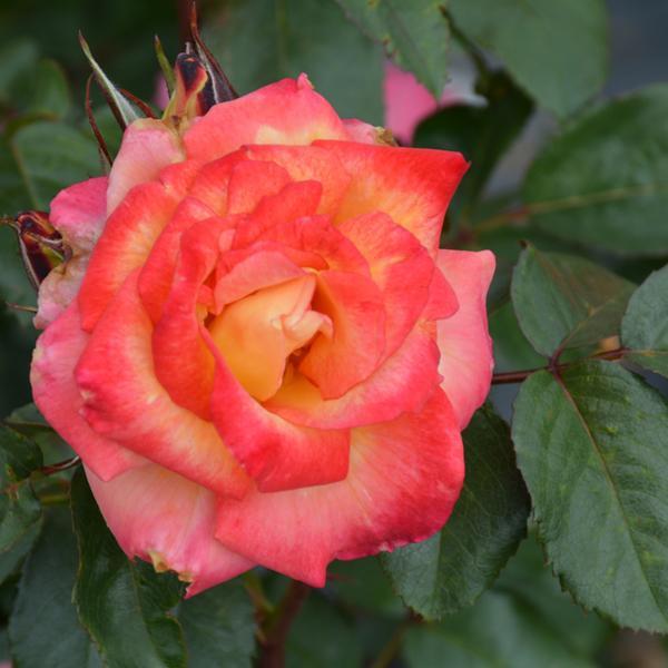 Rose Floribunda Rainbow Sorbet - 3C