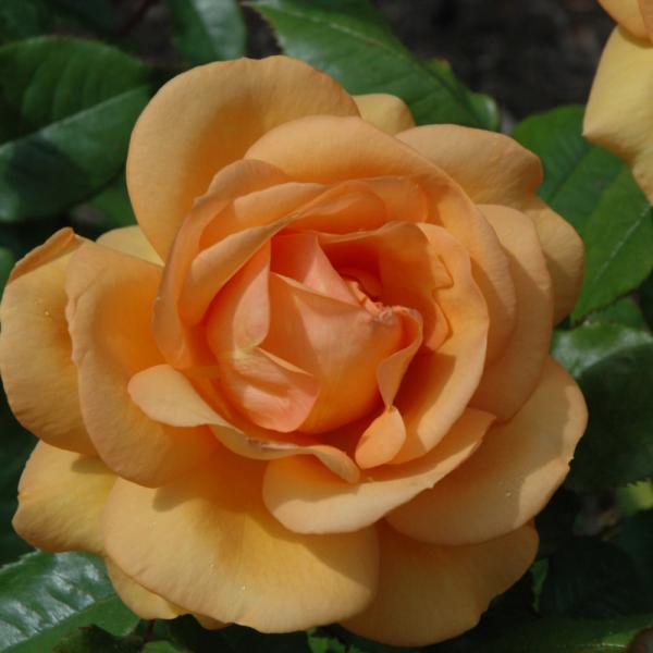 Rose Floribunda South African Sunbelt - 3C