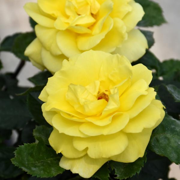 Rose Floribunda Sunsprite - 3C