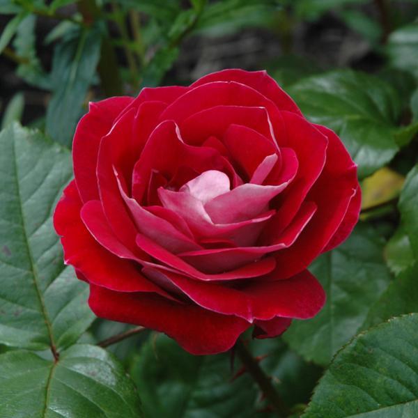 Rose Floribunda Take It Easy - 3C