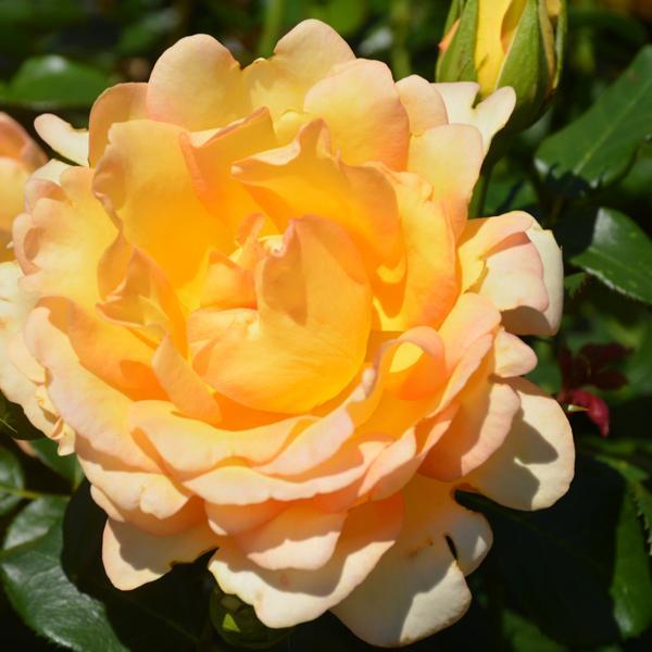 Rose Grandiflora Gold Struck - 3C