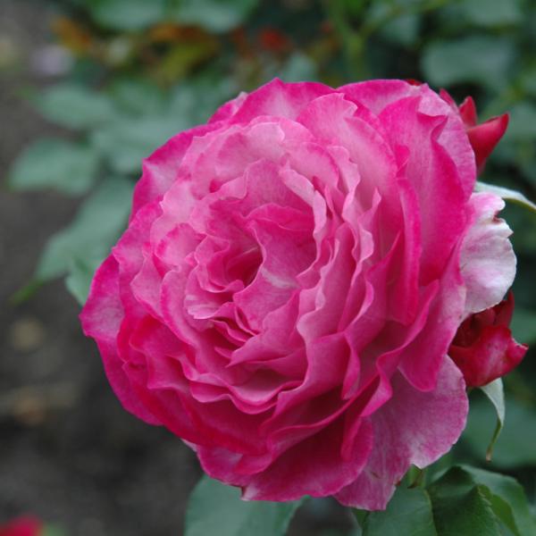 Rose Grandiflora Wild Blue Yonder - 3C