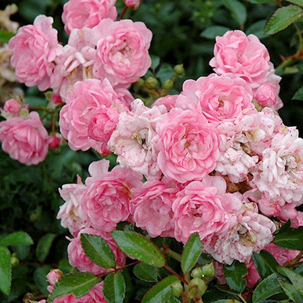 Rose Landscape The Fairy - 3C