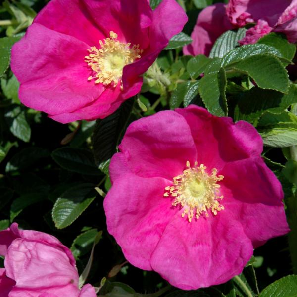 Rose Landscape Rugosa Raspberry Rugostar - 3C