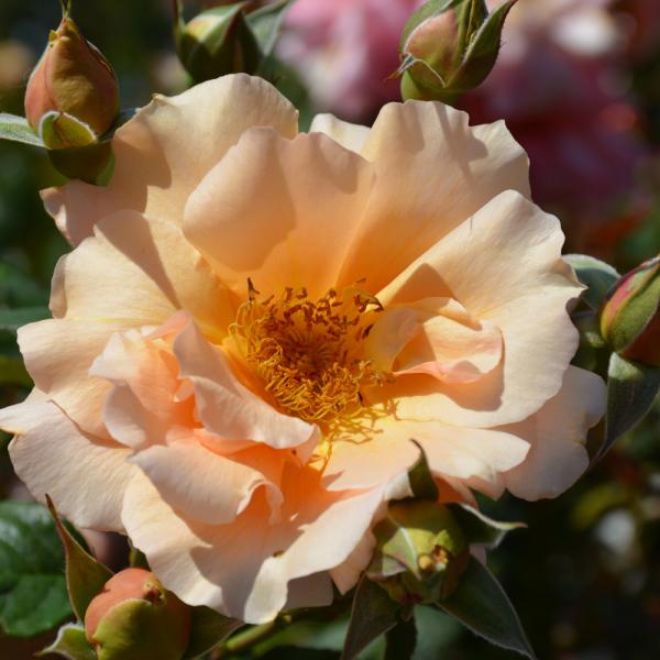 Rose Hybrid Tea Apricot Candy - 3C