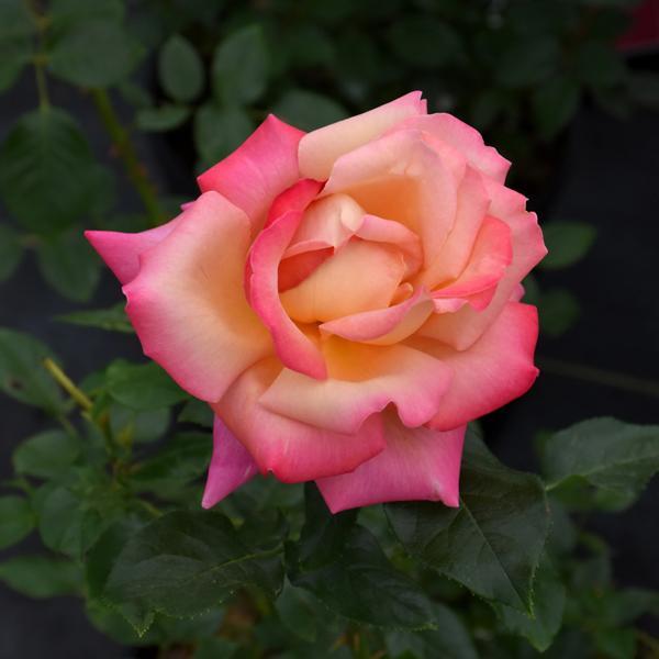 Rose Hybrid Tea Chichago Peace - 3C