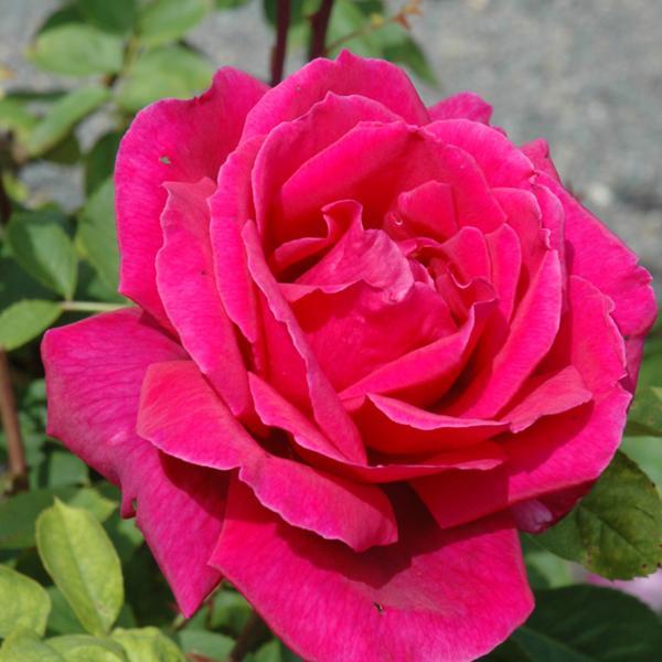 Rose Hybrid Tea Chrysler Imperial - 3C