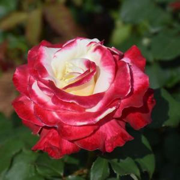 Rose Hybrid Tea Double Delight - 3C