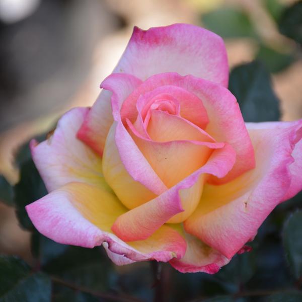Rose Hybrid Tea Enchanted Peace - 3C