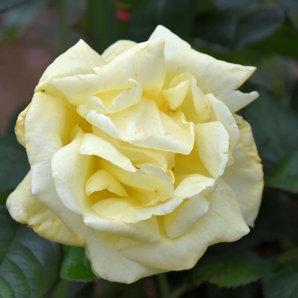 Rose Hybrid Tea Eternal Flame - 3C