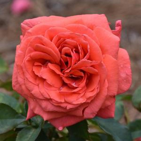 Rose Hybrid Tea Fragrant Cloud - 3C