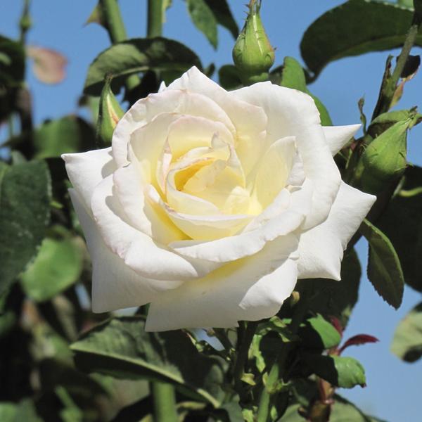 Rose Hybrid Tea Honor - 3C